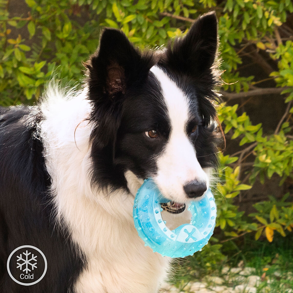 Mordedor congelable para perros 2 en 1