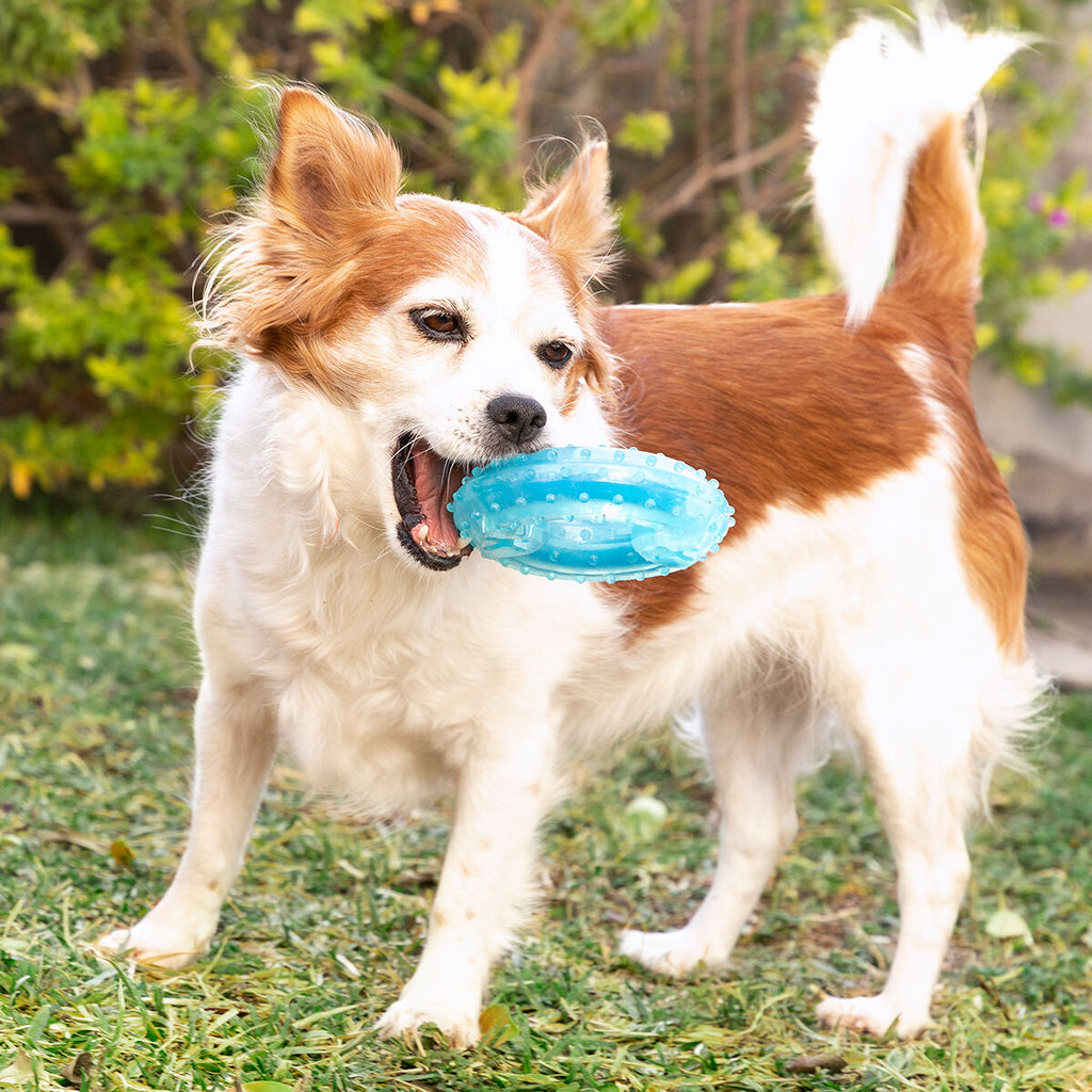 Mordedor congelable para perros 2 en 1